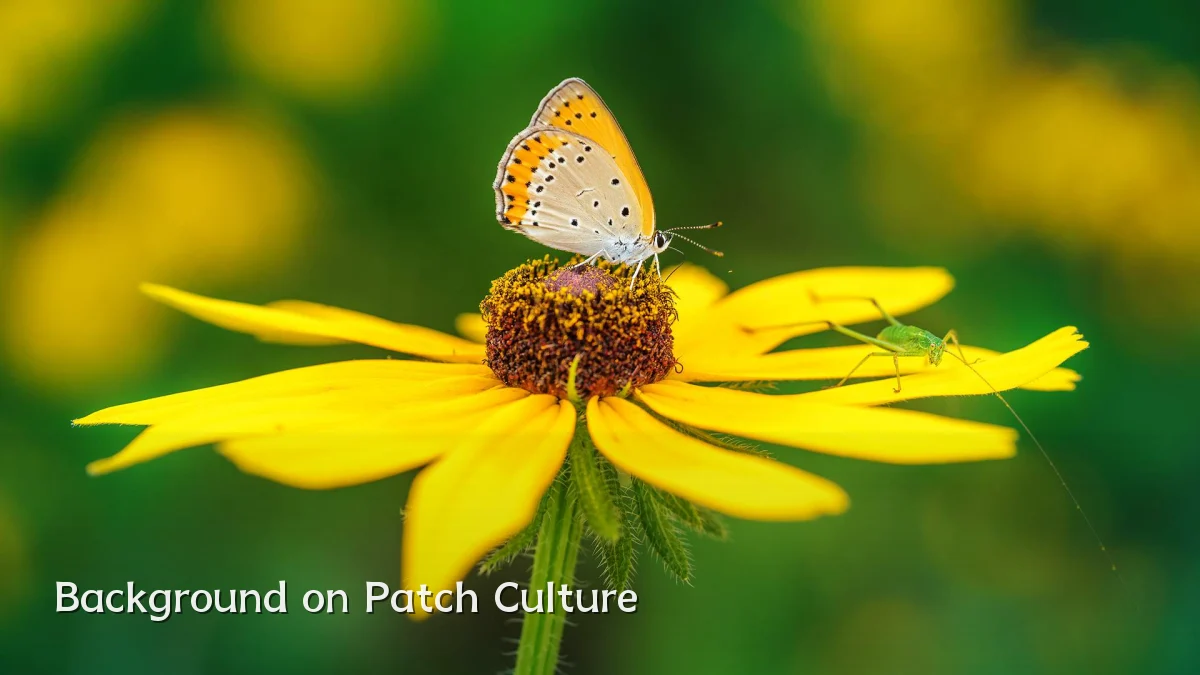 Background on Patch Culture